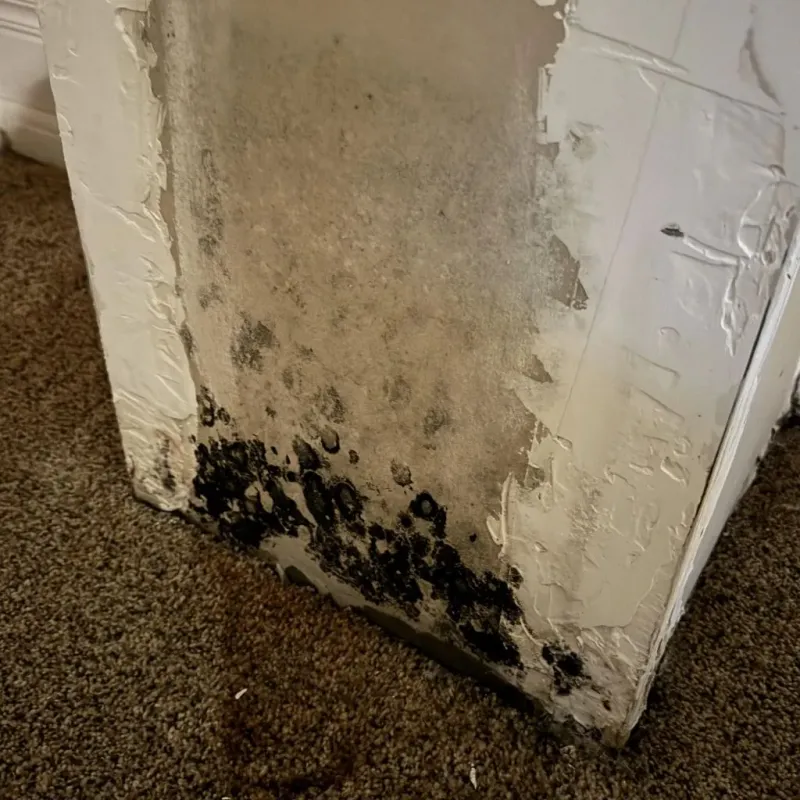 Professional Mold Removal in Grenada County, MS